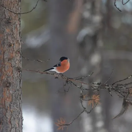 Hirsi - The White Blue Wilderness